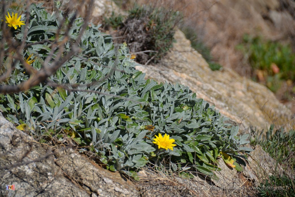 Flore mediterraneennne 4.JPG - Flore méditerranéenne. 02 avril 2015.